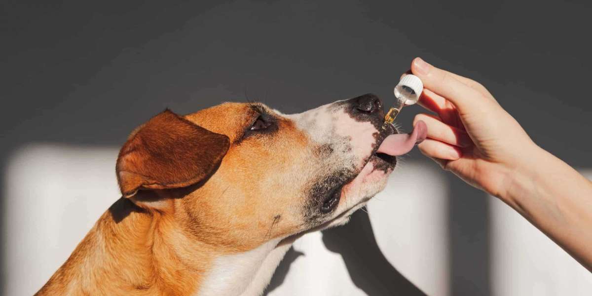 Are You Making Effective Use Of CBD Oil For Dogs With Seizures?
