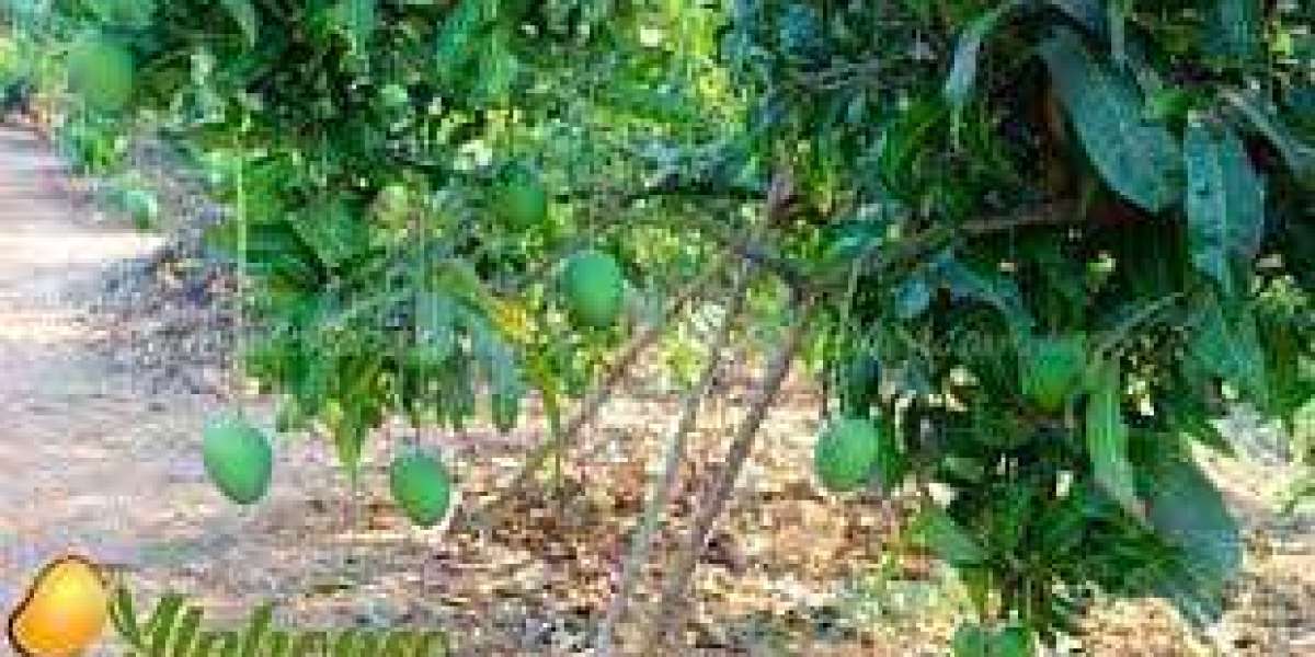Mango Dietary benefit