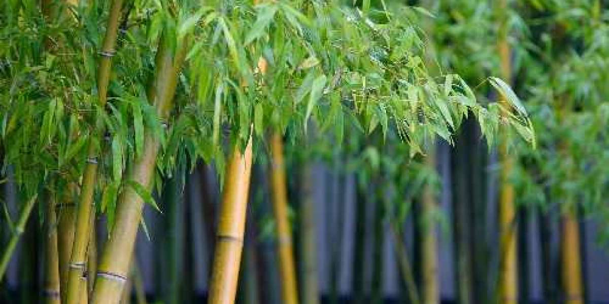 How to Make Bamboo Grow Thicker: Tips and Tricks