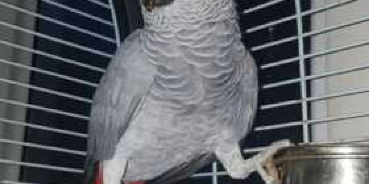 About African Grey Parrots