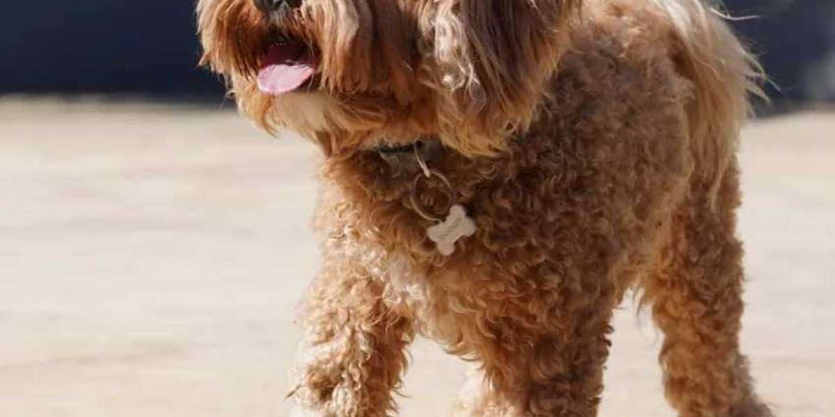 Everything You Need to Know Before Buying Cavoodle Puppies for Sale