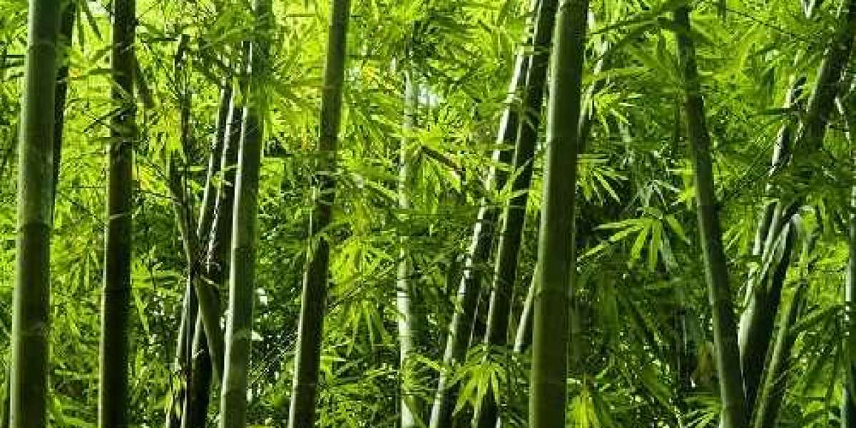 Is Bamboo a Tree or Plant? Let's Settle the Debate Once and For All