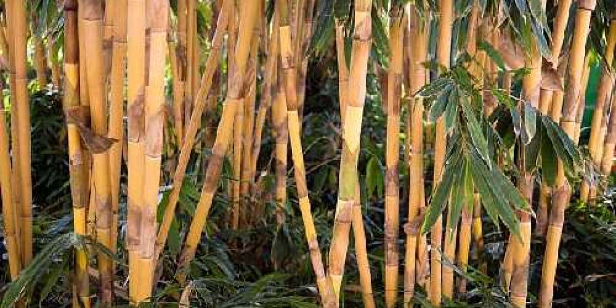 Bamboo: The Miracle Plant and a Renewable Resource