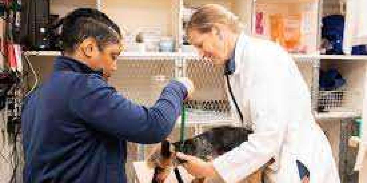 La Jolla Animal Hospital: Your Pet's Haven for Quality Care and Love