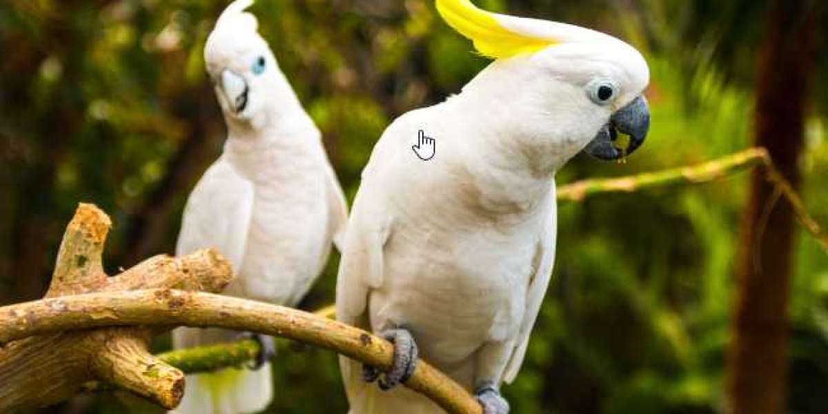 how long is a cockatoos lifespan