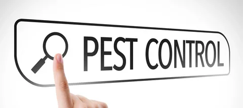 Borer Pest Control Profile Picture