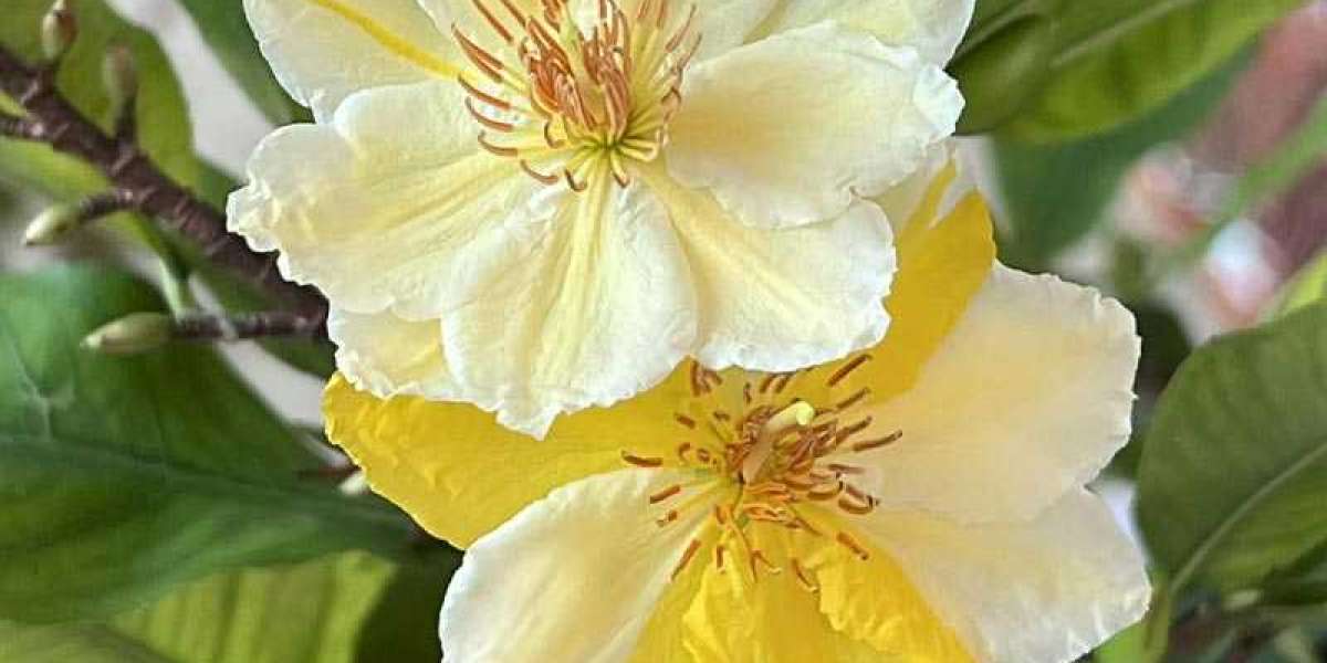 Hoa mai – xuất xứ, đặc điểm thu hút biểu trưng ngày xuân