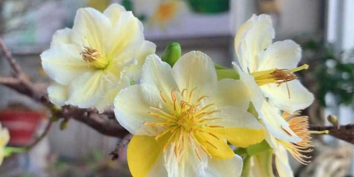 Mai chiếu thủy: Cách chăm nom để cây luôn đẹp phổ biến hoa