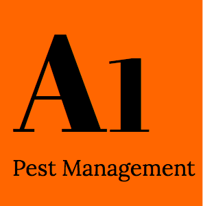 Borer Pest Control Brisbane - A1 Pest Management
