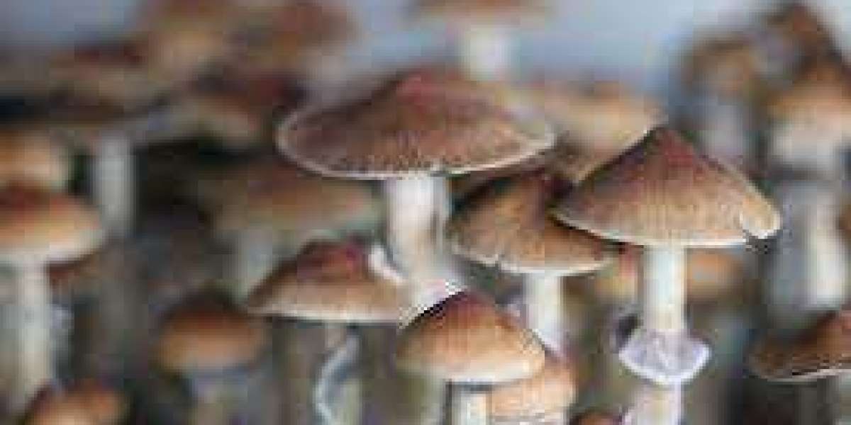 Unveiling the Mystique: Magic Mushroom Spores for Sale