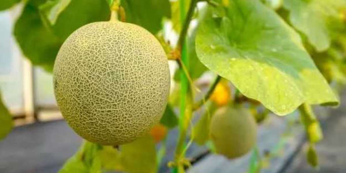 Cantaloupe Growing Stages: A Journey to Juicy Melons in Your Garden