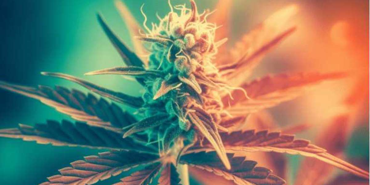 : Unveiling the Recreational Marijuana Effect