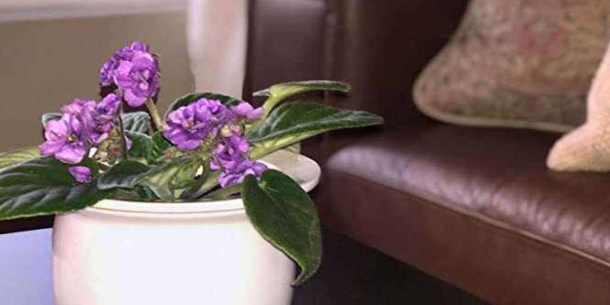 The Beauty and Functionality of African Violet Pots Ceramic