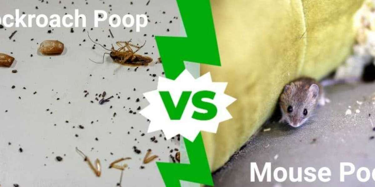 Unveiling the Clues: Cockroach Poop vs. Mouse Poop
