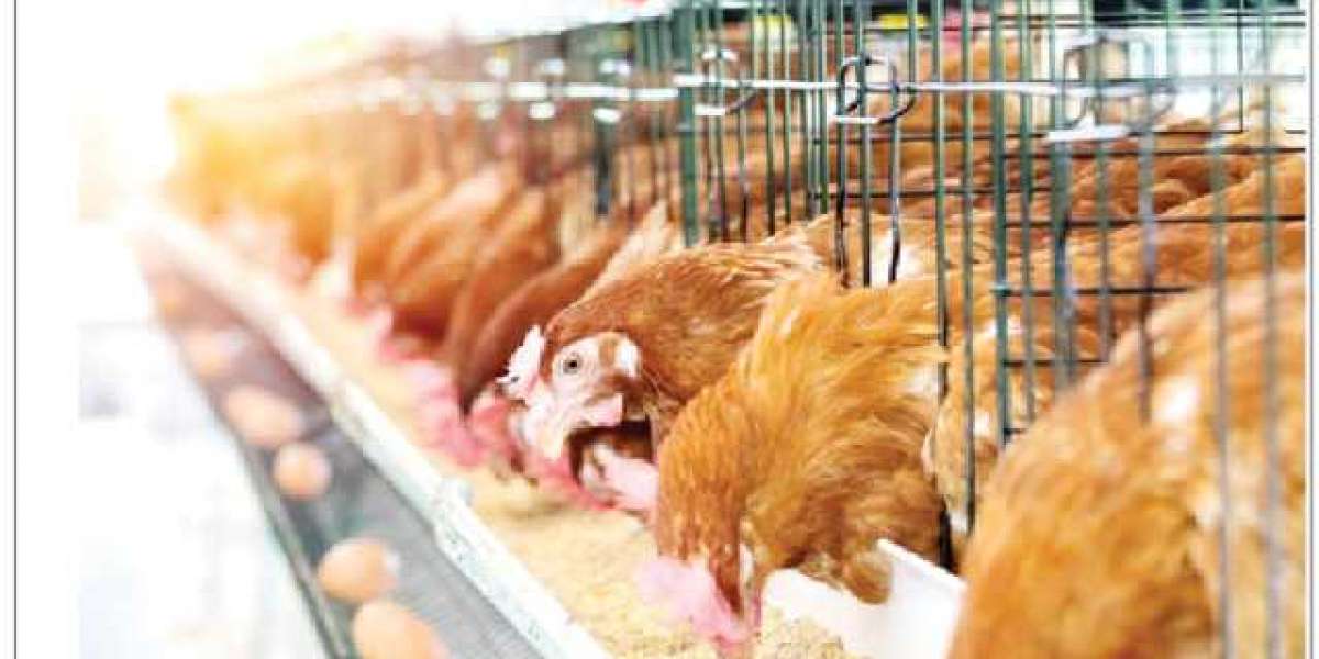 How to Choose the Best Broiler Breed For Optimal Performance in 2023