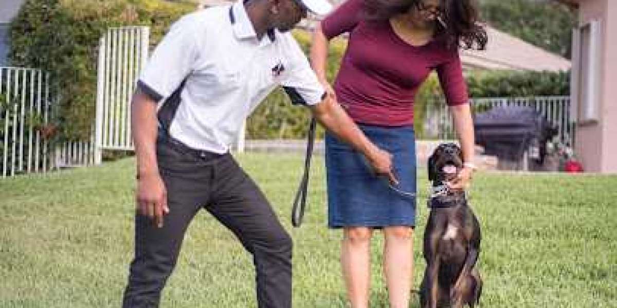 Building Trust and Connection: Through the Leash Dog Behavior & Training