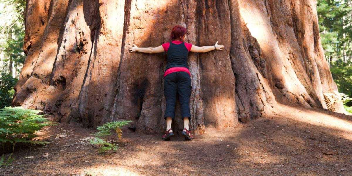 The Closest Airports to Sequoia National Park : Your Gateway to Natural Wonder