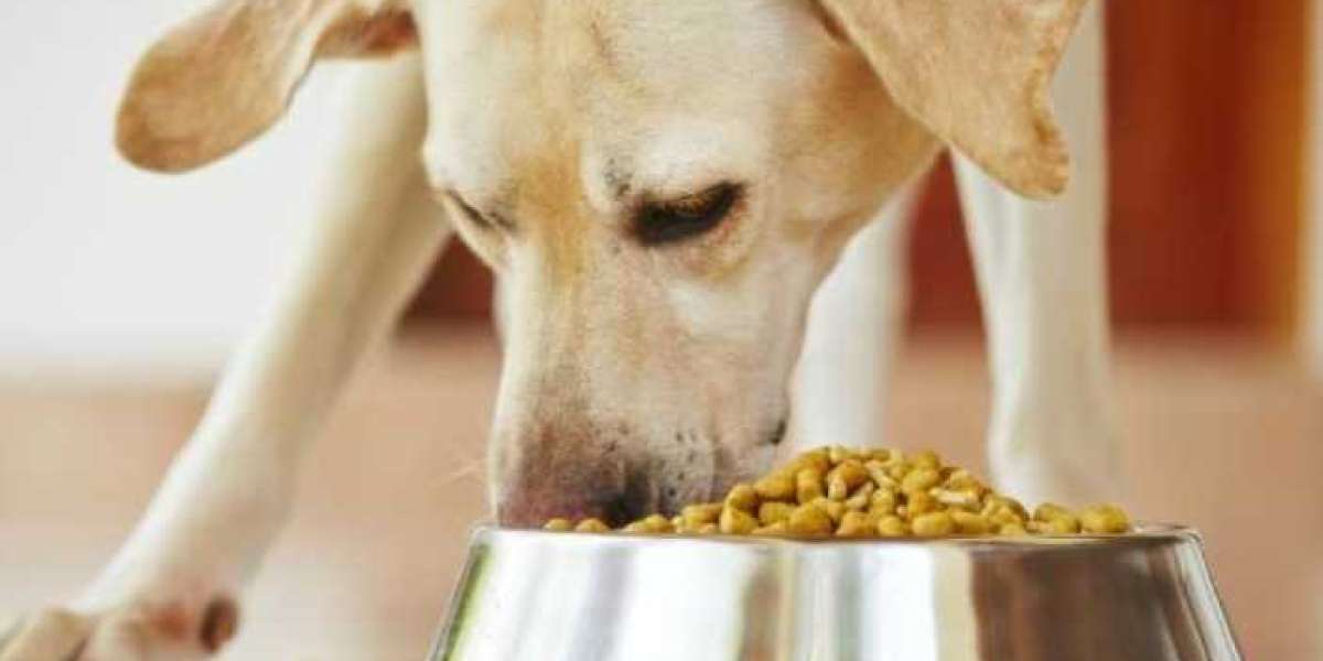 Choosing the Best Organic Pet Food for Your Furry Friend