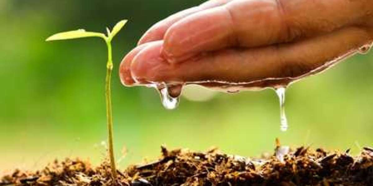 Water-Soluble Fertilizers Gaining Popularity Due to Increasing Awareness of Benefits