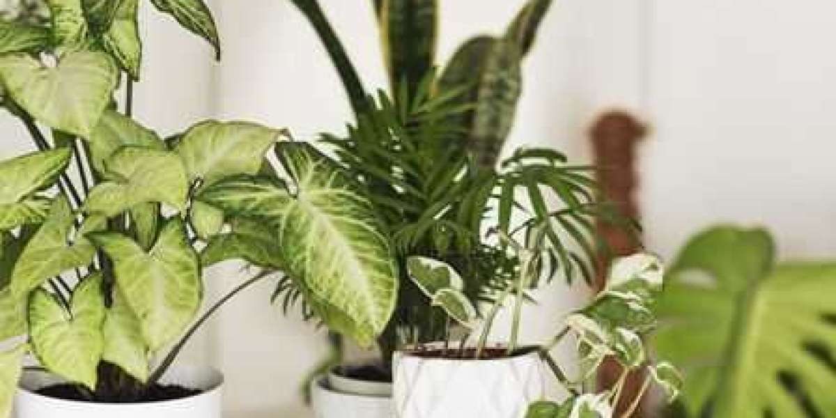 Indoor Plants Market to Grow at 4.94% CAGR during the forecast period 2029-2030