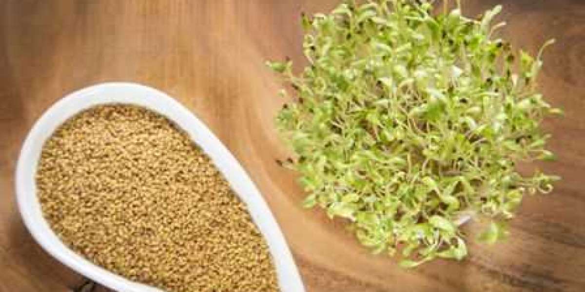 Alfalfa Seeds: A Key Ingredient in High-Quality Dairy Feed