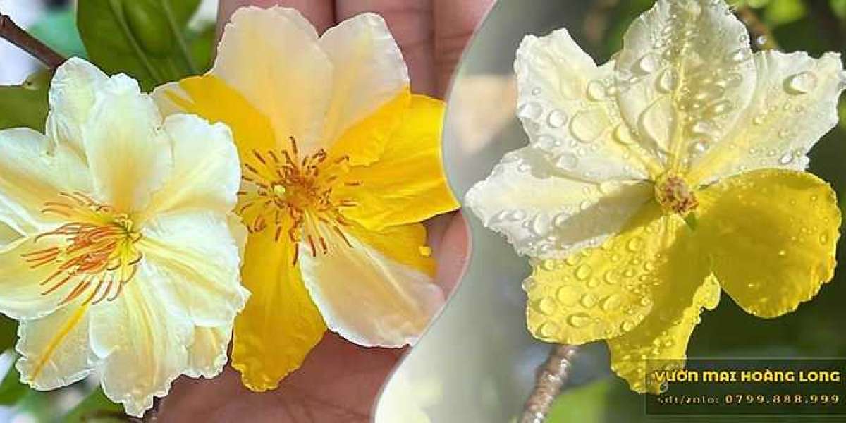 Bí Quyết Trồng Mai Vàng: Một Hành Trình Nghệ Thuật đến Sự Rực Rỡ của Hoa Xuân