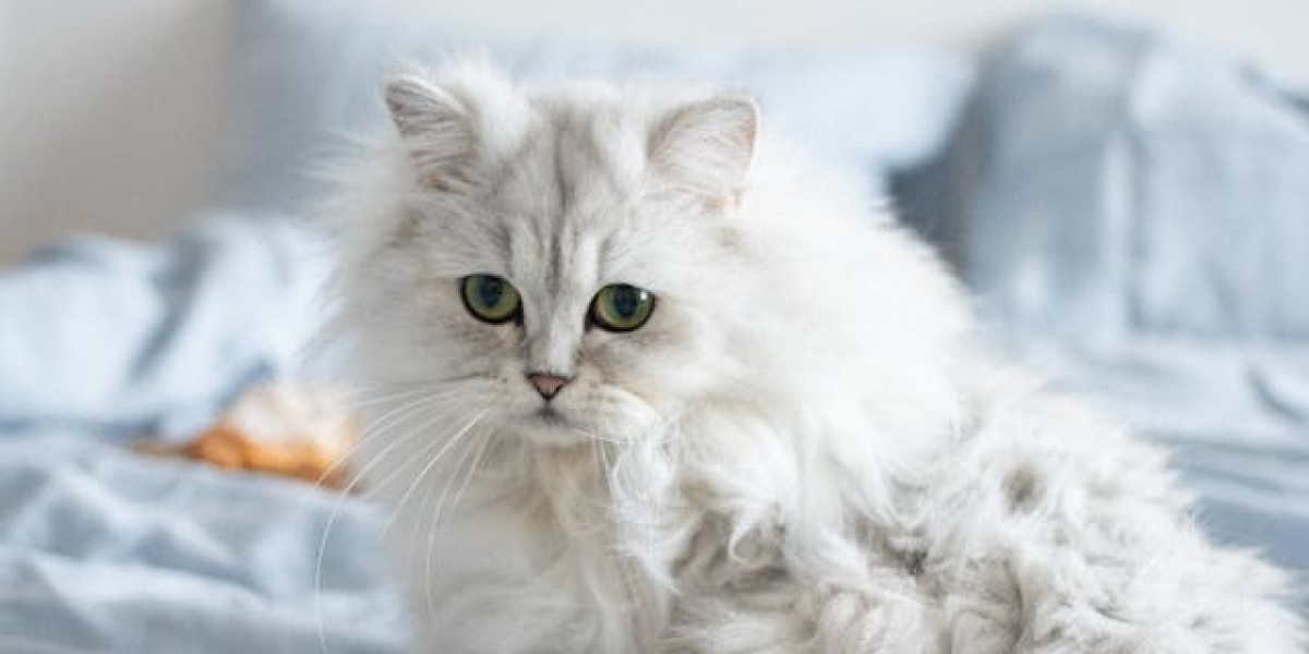 Examples Of Grey Siberian Cat Appearances In Media