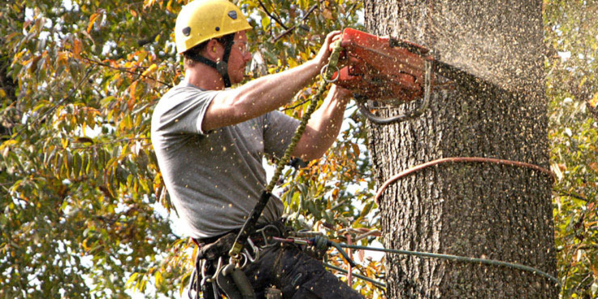 Unveiling the Expertise: Hobart Tree Removal Services