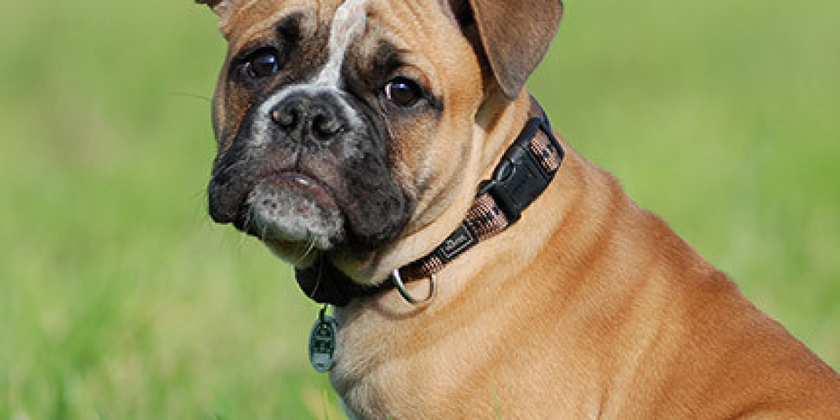 Discover the Perfect English Bulldog Puppy for Your Family at Irresisti Bulls