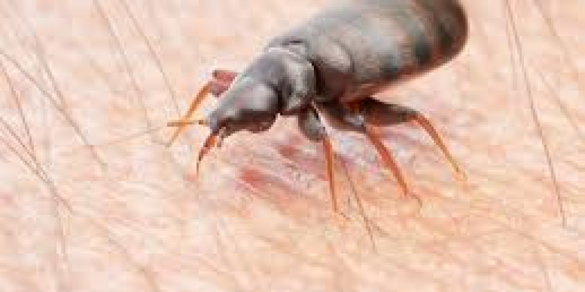 Ending Bed Bugs: Solutions for Treating Bed Bugs