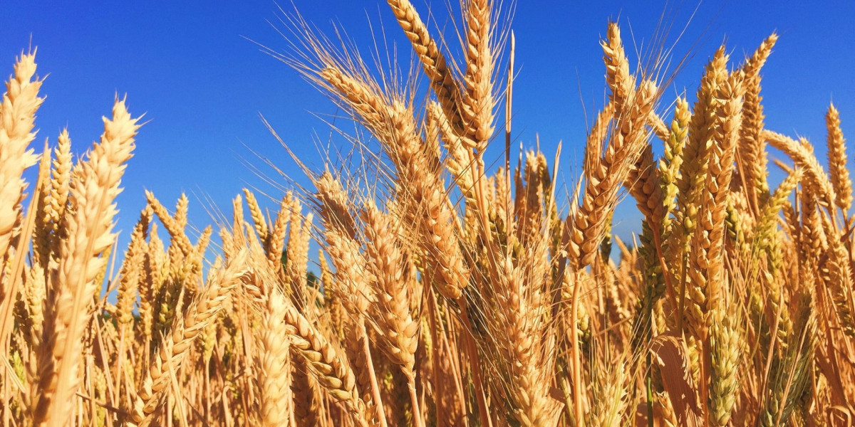 Grain Farming Market Expansion Accelerated by Technological Advancements in Agriculture