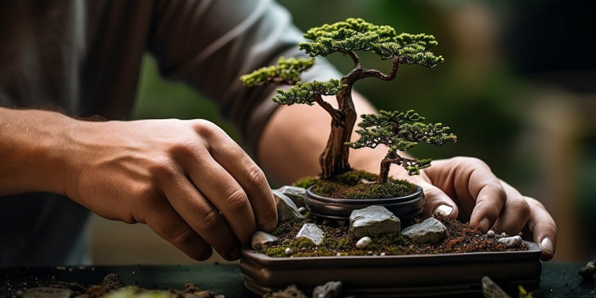 Asia-Pacific Bonsai Market Expands with Rising Popularity of Miniature Gardening