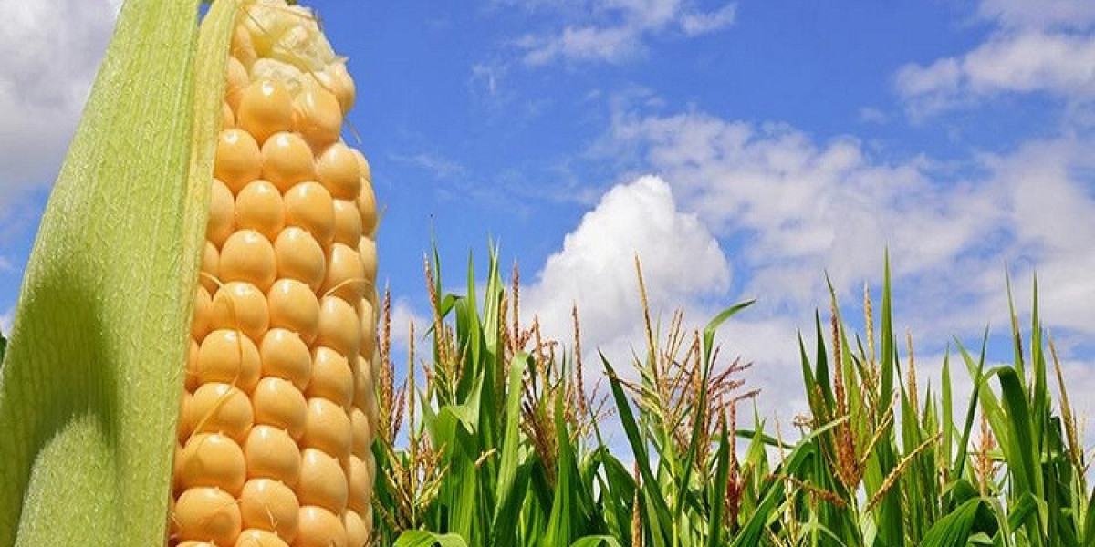 Genetically Modified Crops Market Thriving with Increased Biotech Crop Adoption