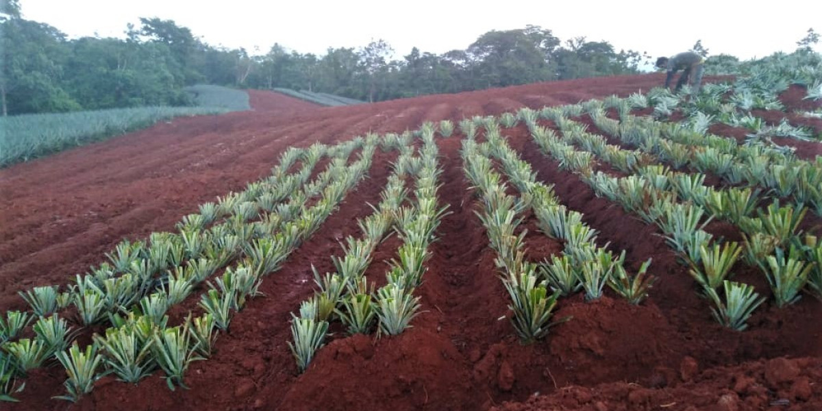 Exploring the Benefits of Buying a Pineapple Farm in Costa Rica