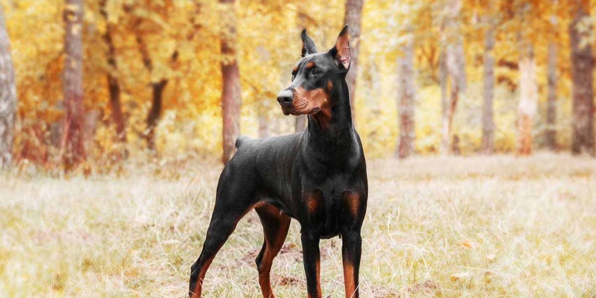 European Doberman Puppies for Sale: What You Need to Know